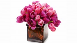 Tulips In A Vase Photo