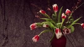 Tulips In A Vase Photo Download