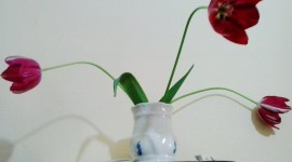 Tulips In A Vase Photo#2