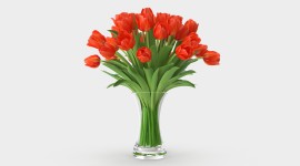Tulips In A Vase Photo#3
