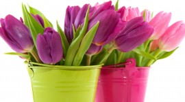 Tulips In A Vase Wallpaper 1080p