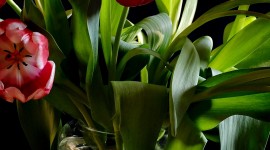 Tulips In A Vase Wallpaper For IPhone