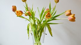Tulips In A Vase Wallpaper For PC