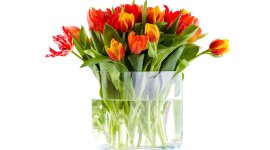 Tulips In A Vase Wallpaper Free