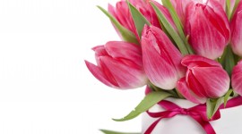 Tulips In A Vase Wallpaper HQ#1