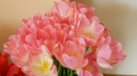 Tulips In A Vase Wallpaper HQ#2