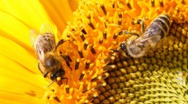 4K Bees Photo