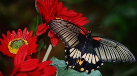 4K Butterflies And Flowers Desktop Wallpaper