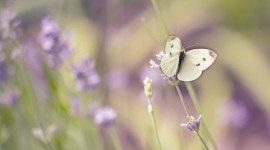 4K Butterflies And Flowers Desktop Wallpaper HD