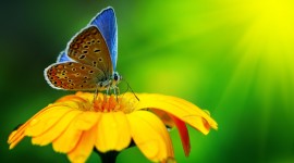 4K Butterflies And Flowers Photo