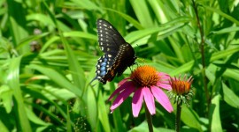 4K Butterflies And Flowers Photo Download