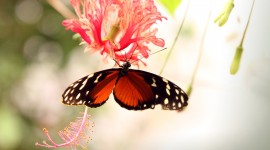4K Butterflies And Flowers Photo Free