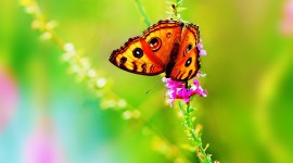 4K Butterflies And Flowers Photo#2