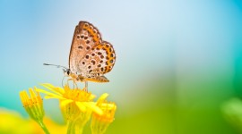 4K Butterflies And Flowers Photo#3