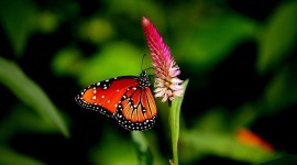 4K Butterflies And Flowers Wallpaper 1080p