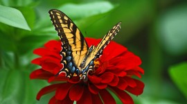 4K Butterflies And Flowers Wallpaper