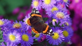 4K Butterflies And Flowers Image#1
