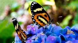 4K Butterflies And Flowers Wallpaper For Desktop