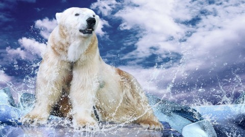 4K Polar Bears wallpapers high quality
