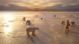 4K Polar Bears Desktop Wallpaper For PC