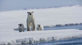 4K Polar Bears Desktop Wallpaper HD