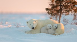 4K Polar Bears Photo