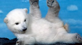 4K Polar Bears Photo Download