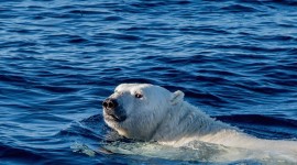 4K Polar Bears Photo Free