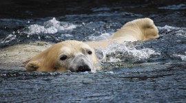 4K Polar Bears Photo#2