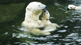 4K Polar Bears Photo#3