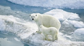 4K Polar Bears Photo#4