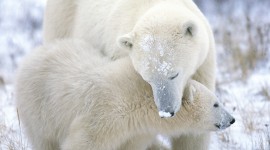 4K Polar Bears Pics