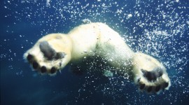 4K Polar Bears Wallpaper 1080p