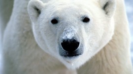 4K Polar Bears Wallpaper Download