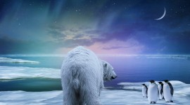 4K Polar Bears Wallpaper Download Free
