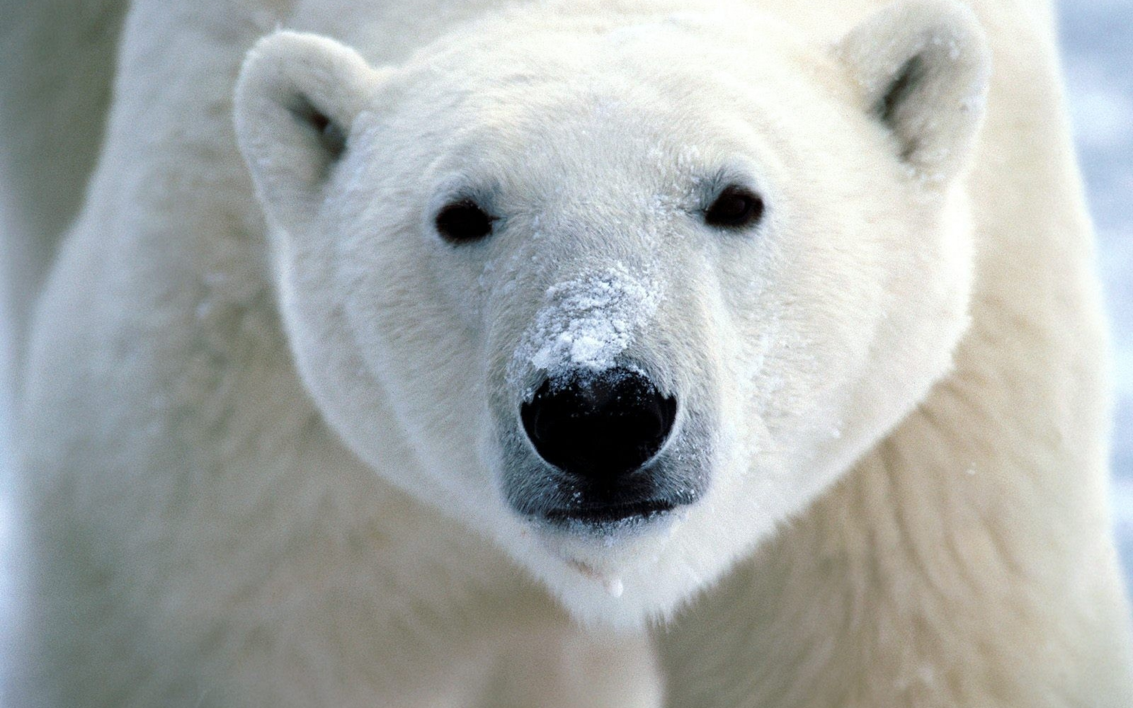 4K Polar Bears Wallpapers High Quality | Download Free