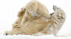 4K Polar Bears Wallpaper For Desktop