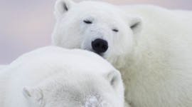 4K Polar Bears Wallpaper For Mobile