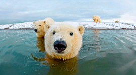 4K Polar Bears Wallpaper Full HD