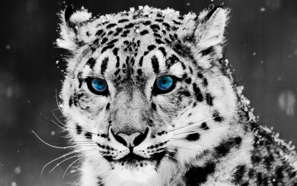 4K Snow Leopard wallpapers HD