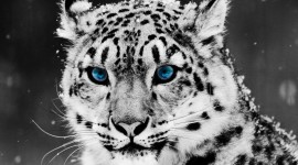 4K Snow Leopard Best Wallpaper