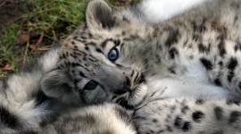 4K Snow Leopard Desktop Wallpaper