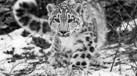 4K Snow Leopard Desktop Wallpaper For PC