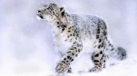 4K Snow Leopard Desktop Wallpaper HD