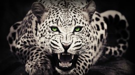 4K Snow Leopard Image