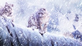 4K Snow Leopard Image Download