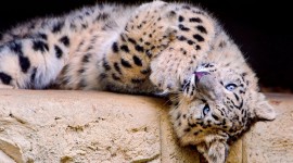 4K Snow Leopard Photo