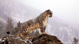 4K Snow Leopard Photo Download