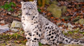 4K Snow Leopard Photo#1