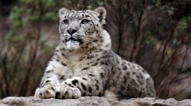4K Snow Leopard Photo#2
